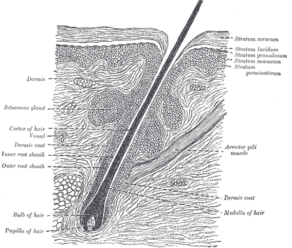 A detailed illustration of a human hair strand and the tissue surrounding the follicle from which it grows